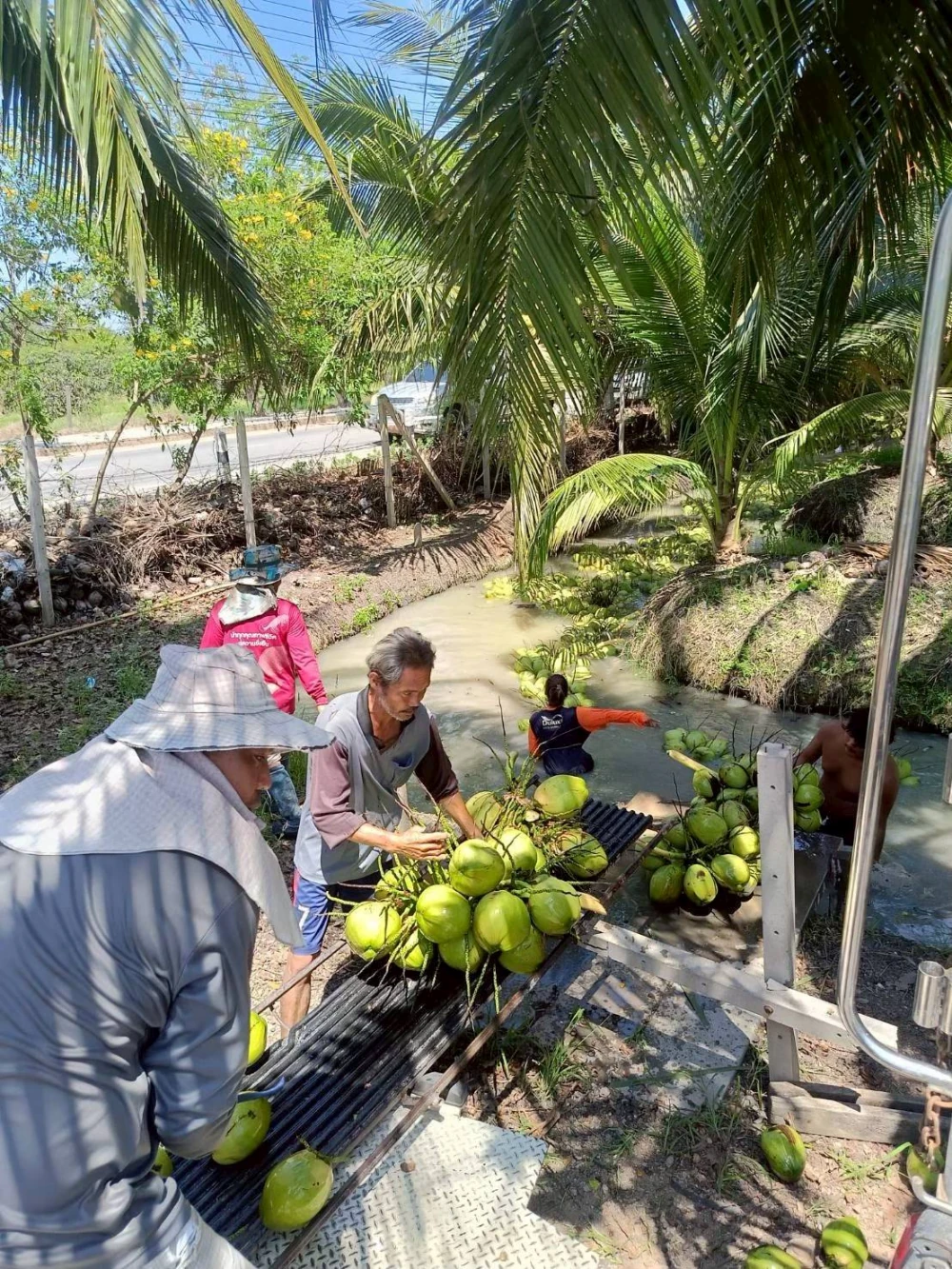 Kasetdee Supports Sustainable Farming Supporting the Distribution of “Baan Phieo Aromatic Coconuts” Nationwide