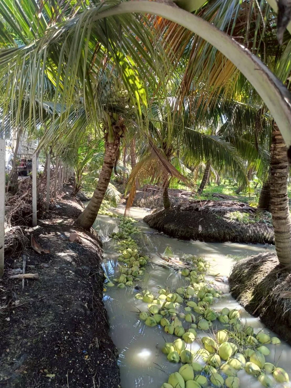 Kasetdee Supports Sustainable Farming Supporting the Distribution of “Baan Phieo Aromatic Coconuts” Nationwide