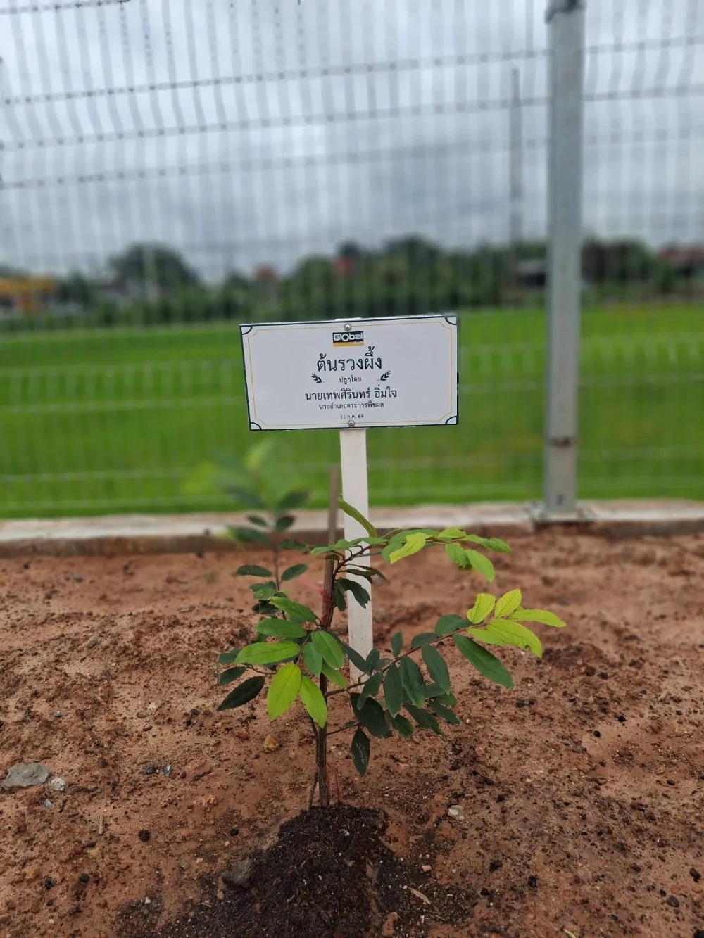 Global House Trakan Phuet Phon Branch Joins Ruang Phueng Tree Planting Ceremony in Honor of His Majesty the King on the Occasion of His Birthday Anniversary,  28 July 2026