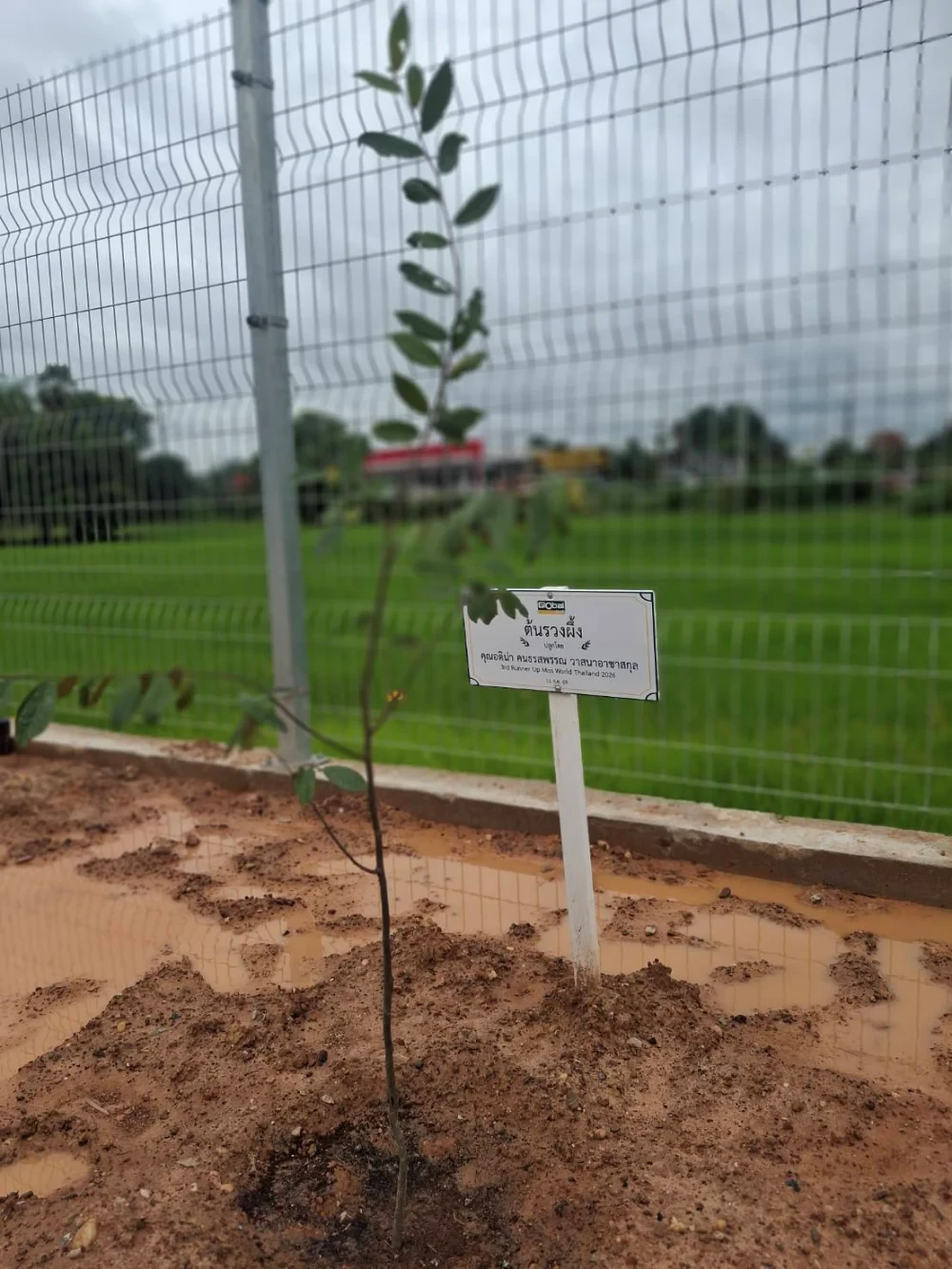 Global House Trakan Phuet Phon Branch Joins Ruang Phueng Tree Planting Ceremony in Honor of His Majesty the King on the Occasion of His Birthday Anniversary,  28 July 2026
