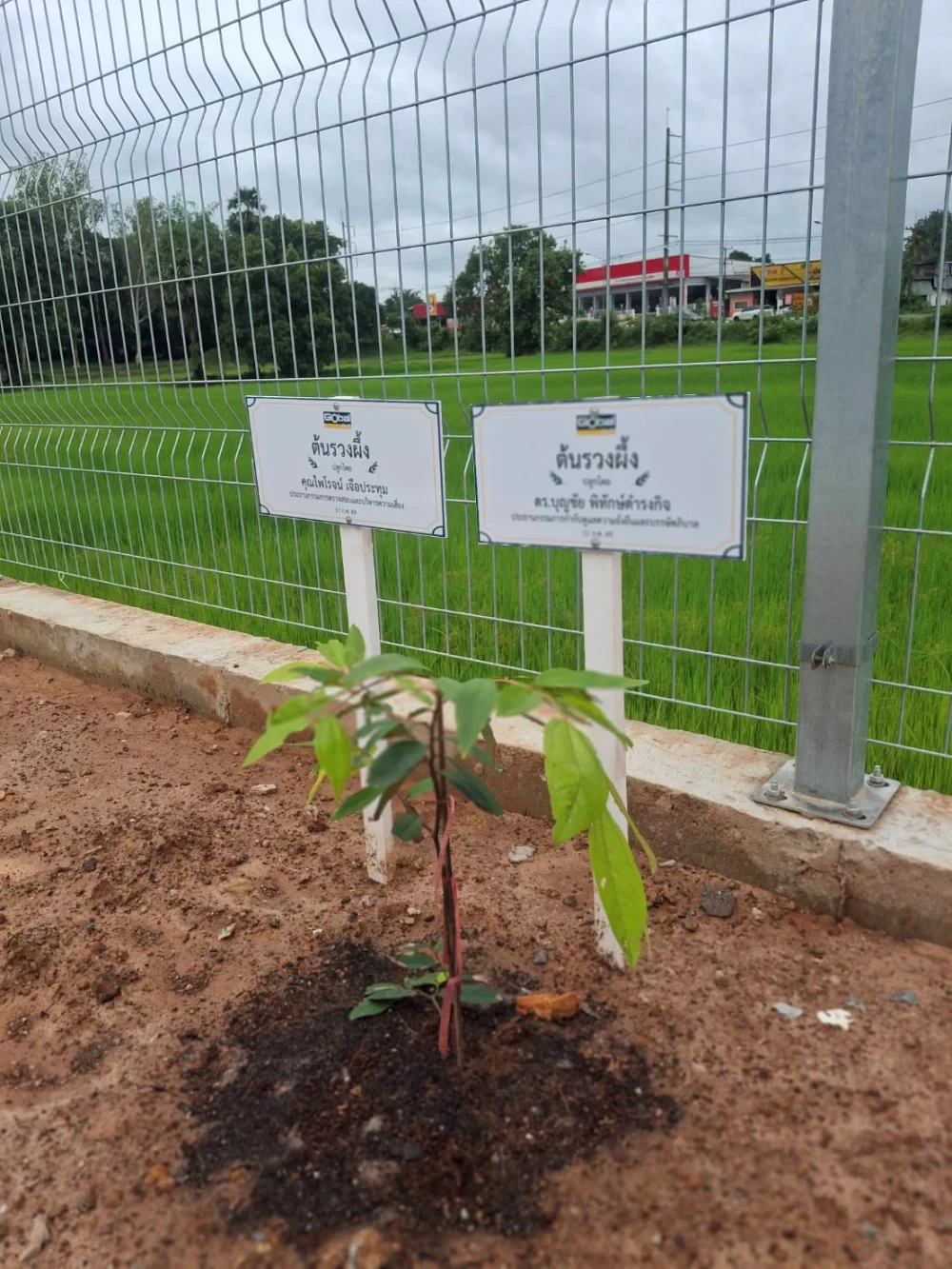 Global House Trakan Phuet Phon Branch Joins Ruang Phueng Tree Planting Ceremony in Honor of His Majesty the King on the Occasion of His Birthday Anniversary,  28 July 2026