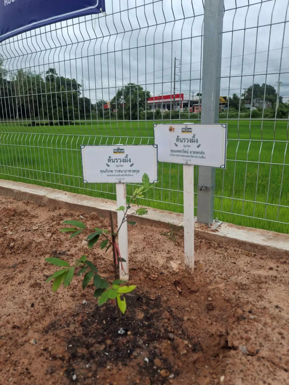 Global House Trakan Phuet Phon Branch Joins Ruang Phueng Tree Planting Ceremony in Honor of His Majesty the King on the Occasion of His Birthday Anniversary,  28 July 2026
