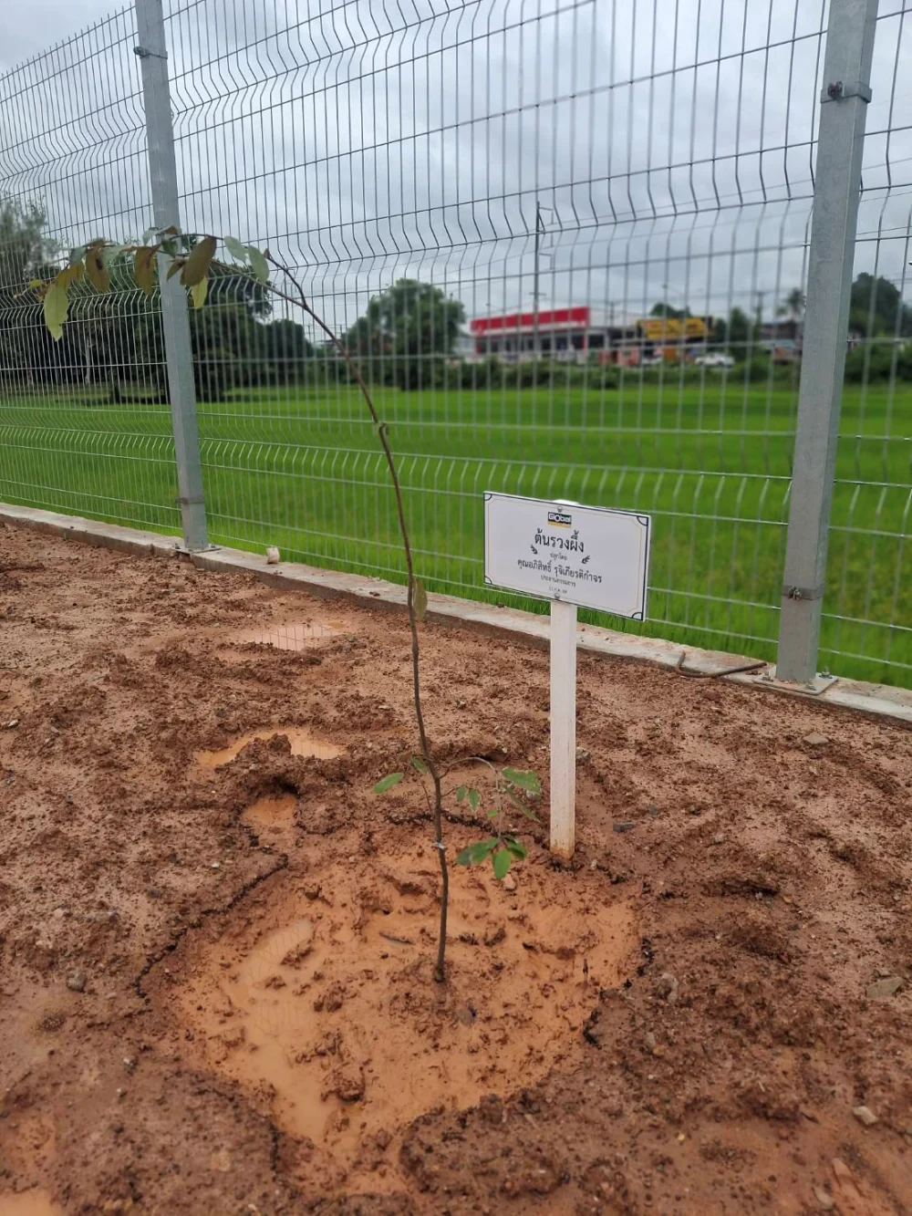 Global House Trakan Phuet Phon Branch Joins Ruang Phueng Tree Planting Ceremony in Honor of His Majesty the King on the Occasion of His Birthday Anniversary,  28 July 2026
