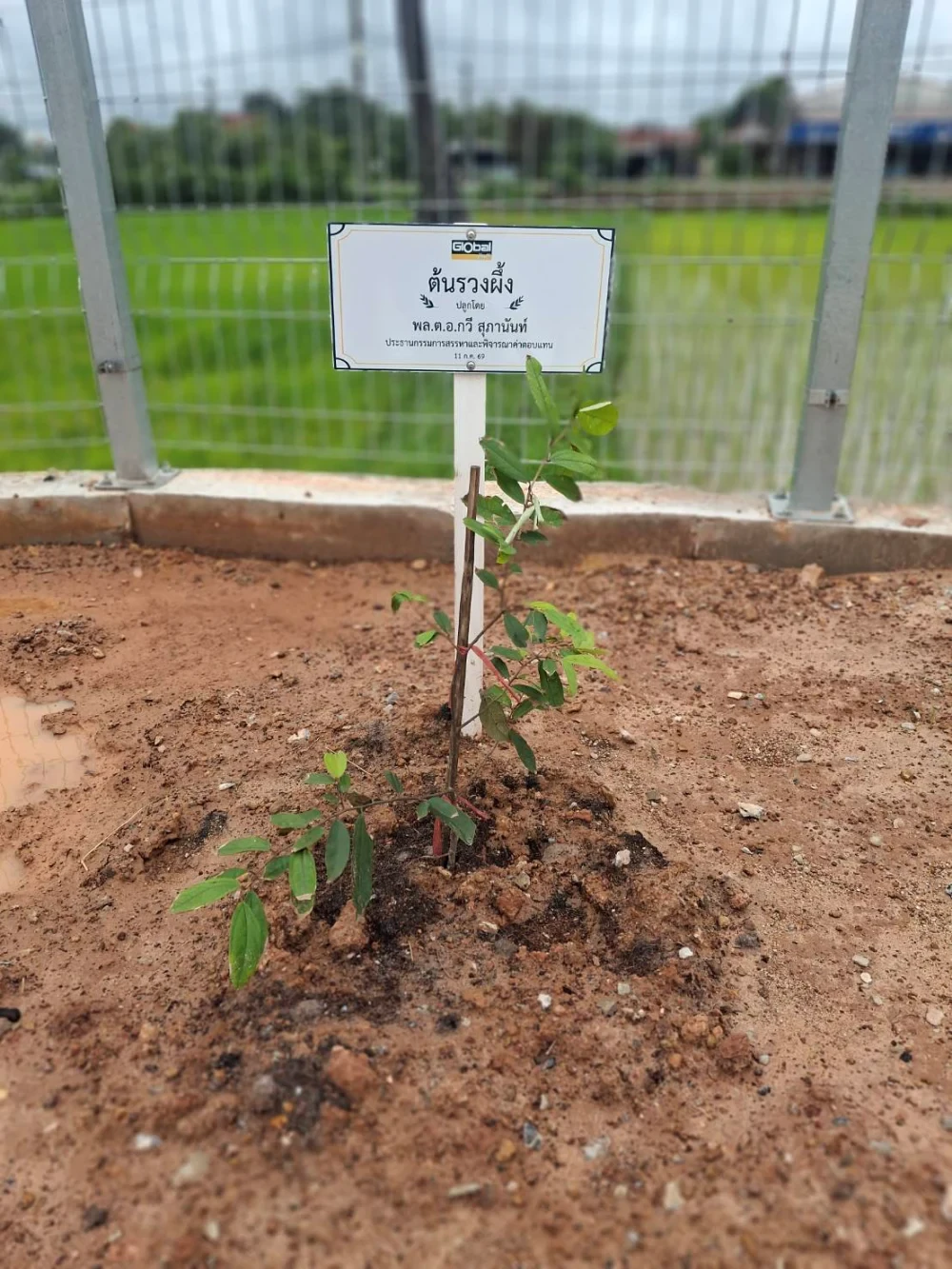 Global House Trakan Phuet Phon Branch Joins Ruang Phueng Tree Planting Ceremony in Honor of His Majesty the King on the Occasion of His Birthday Anniversary,  28 July 2026