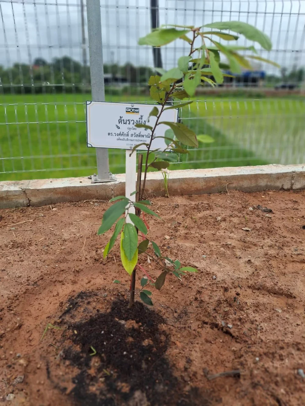 Global House Trakan Phuet Phon Branch Joins Ruang Phueng Tree Planting Ceremony in Honor of His Majesty the King on the Occasion of His Birthday Anniversary,  28 July 2026