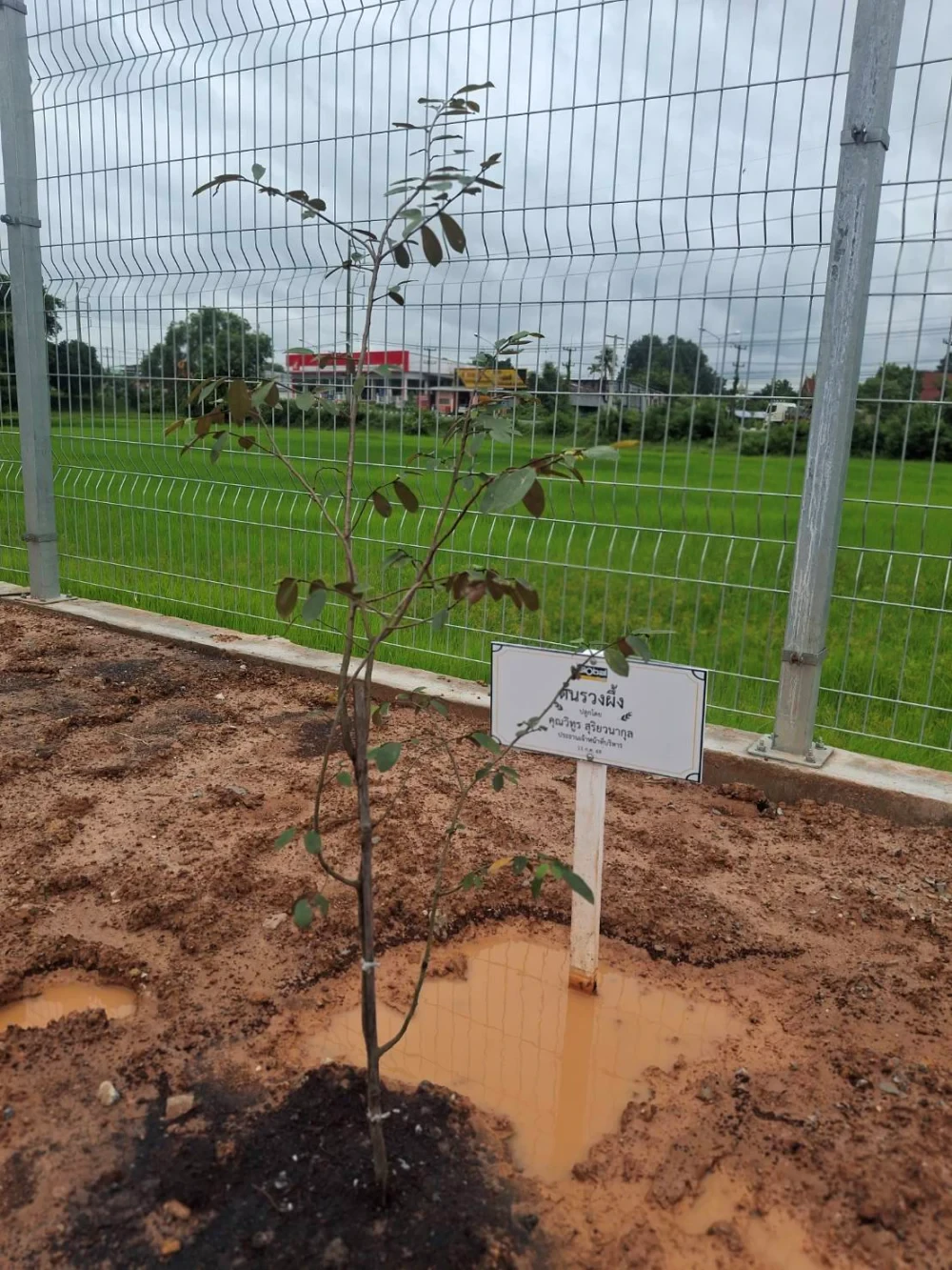 Global House Trakan Phuet Phon Branch Joins Ruang Phueng Tree Planting Ceremony in Honor of His Majesty the King on the Occasion of His Birthday Anniversary,  28 July 2026